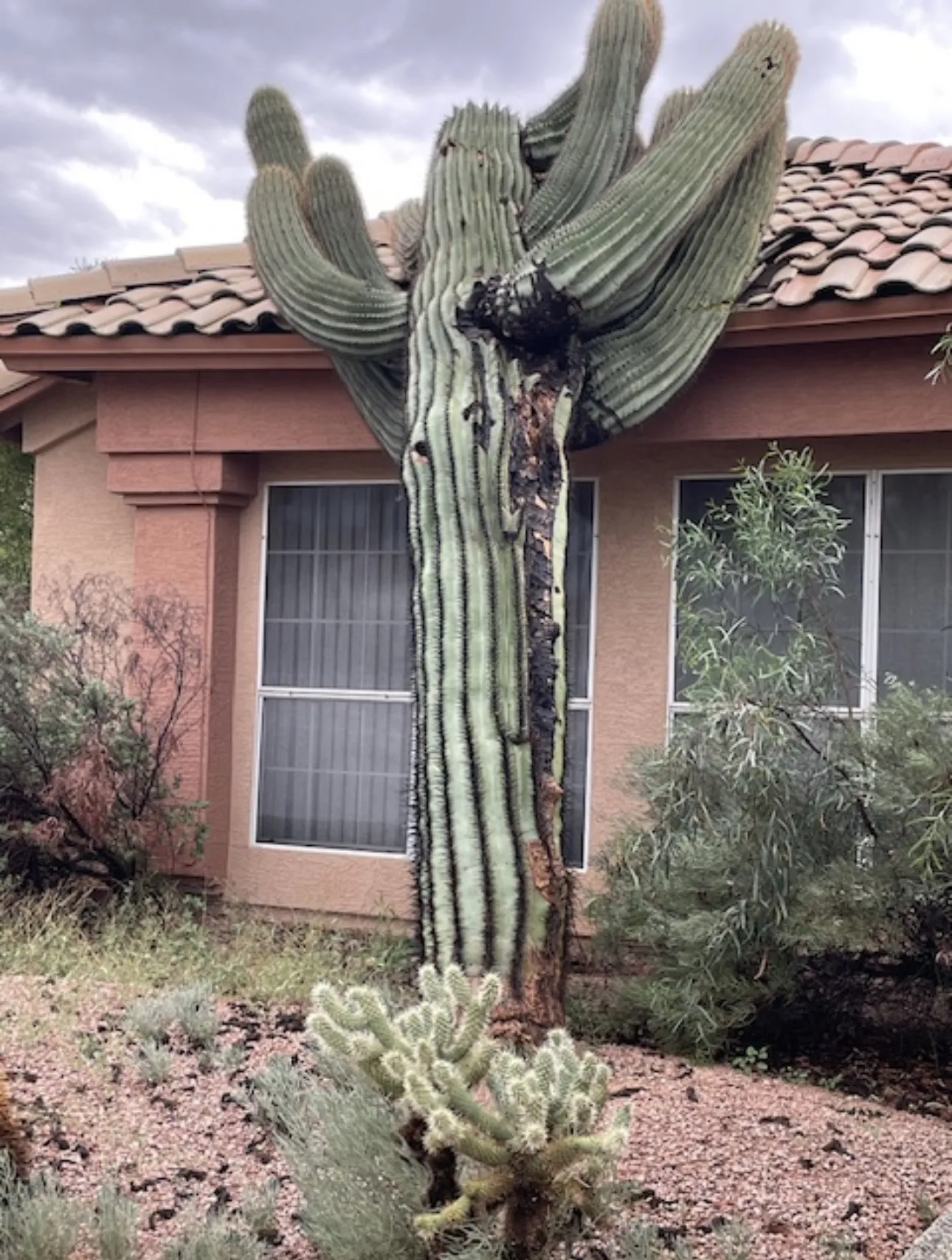 Saguaro Damage Tile Roof Repair in North Phoenix image